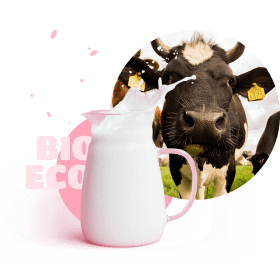 cow milk